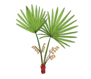 Saw Palmetto